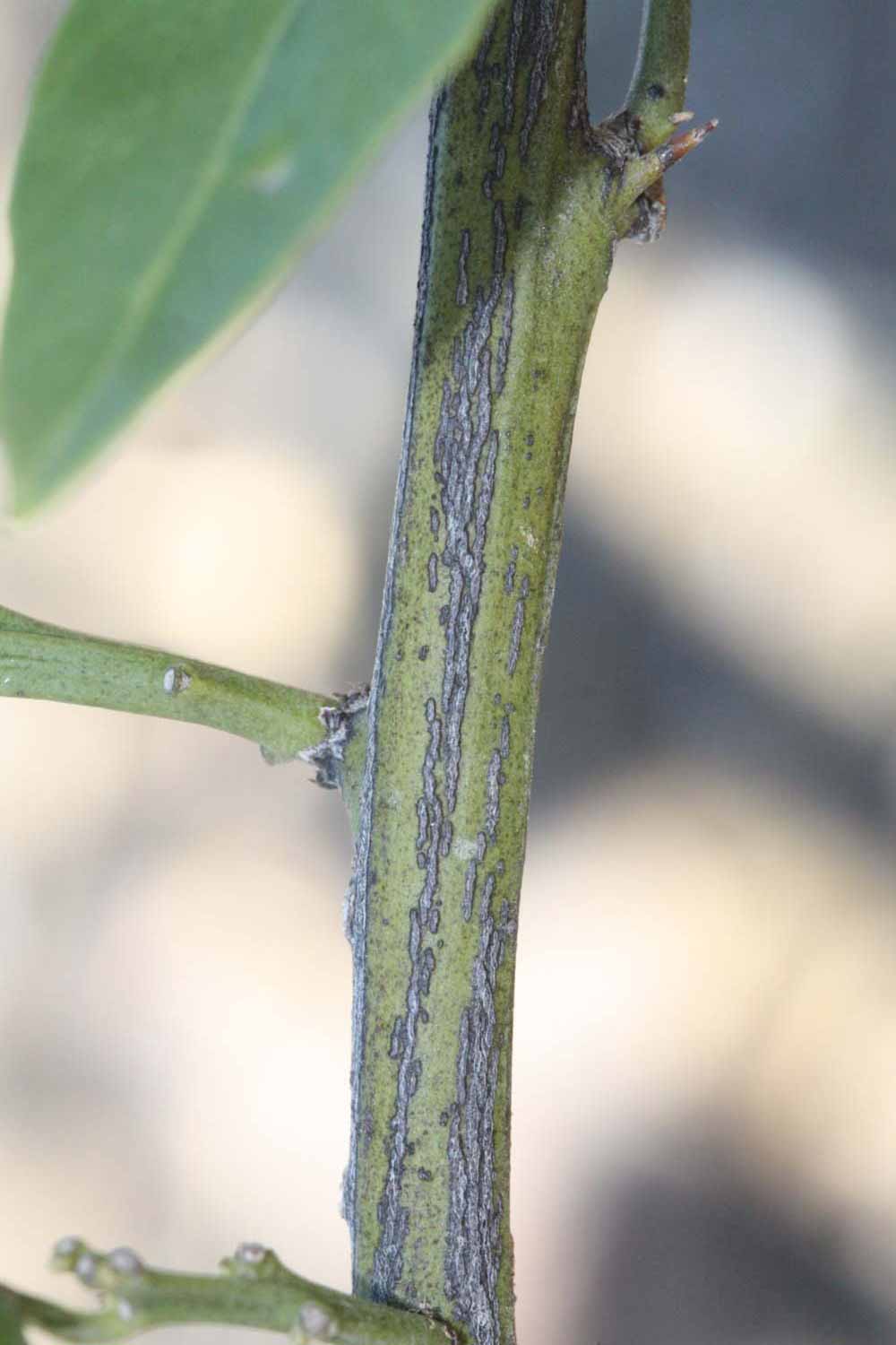              Second - third year twig (Riverside, CA)       